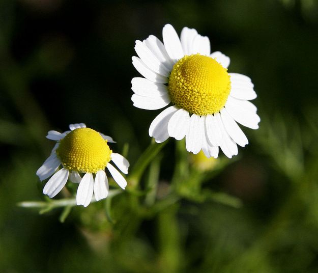 1024px-Chamomile@original_size