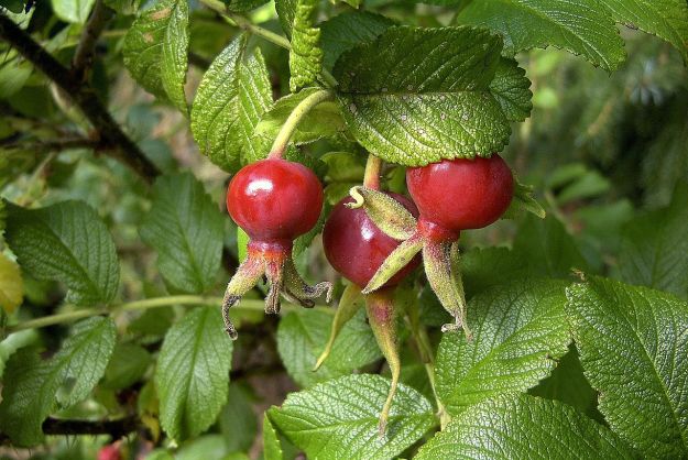 1280px-Hagebutten_am_Strauch
